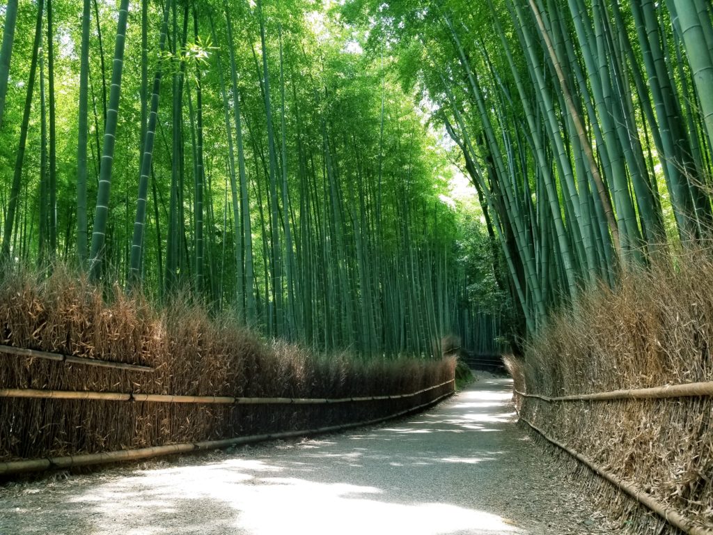 竹林指南（岚山）