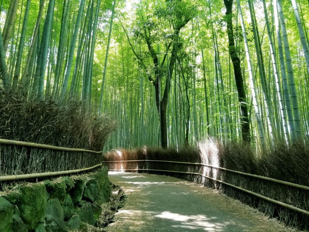 Bamboo Forest Guide