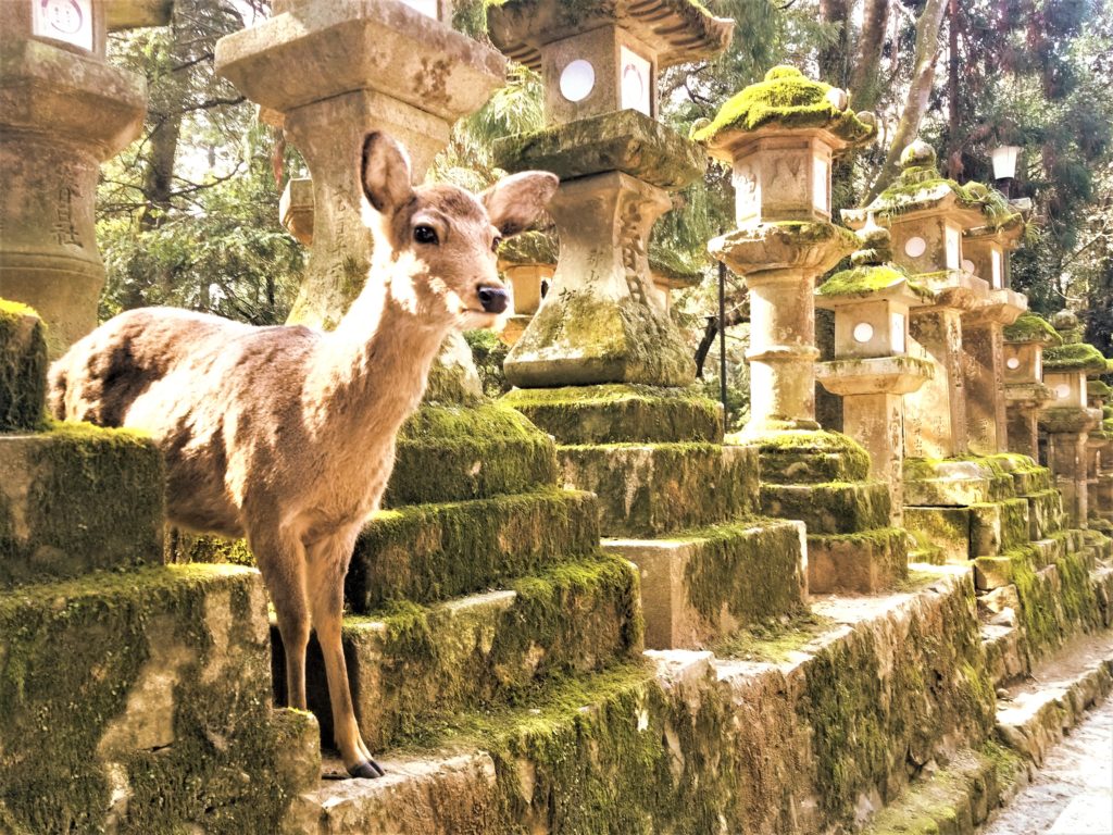 Nara Park Guide