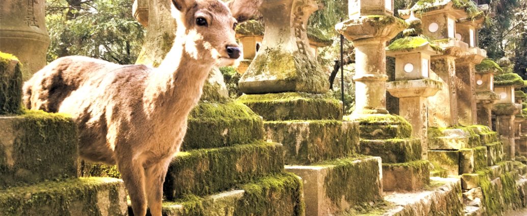 Nara Park Guide