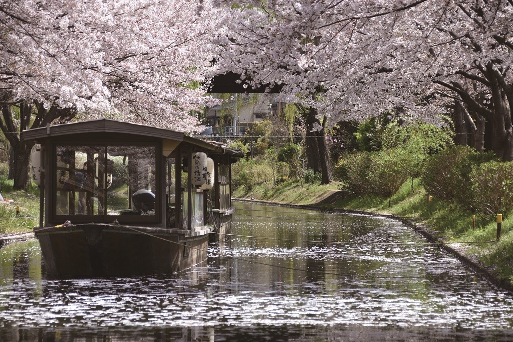 แนะนำจุดชม ซากุระเกียวโต (Kyoto)