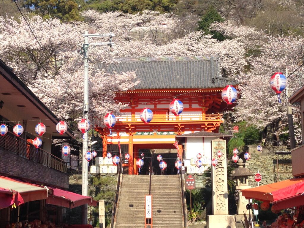 Cherry Blossom in Wakayama