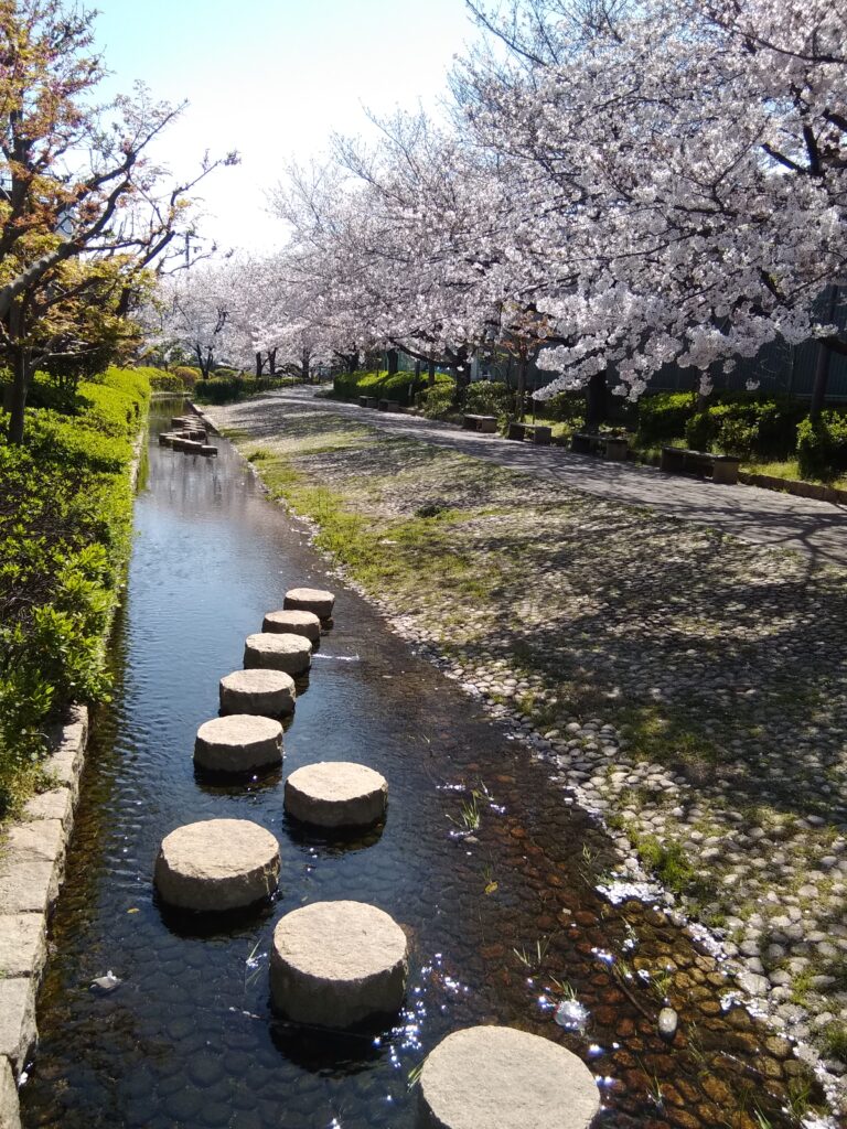 Cherry Blossom in Sakai (Osaka)
