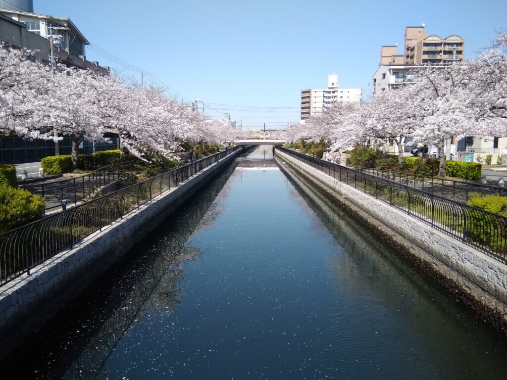 Cherry Blossom in Osaka (Sakai City)