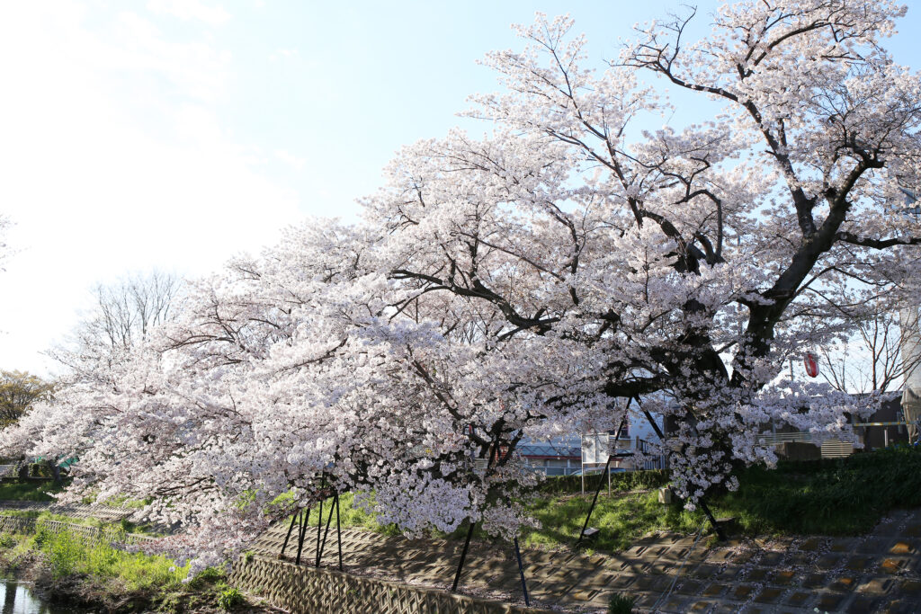 Cherry Blossom in Nara