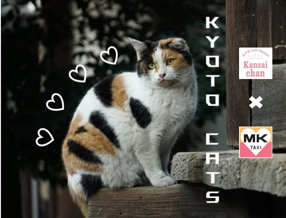 Japanese Cats: Kyoto Photo Collection