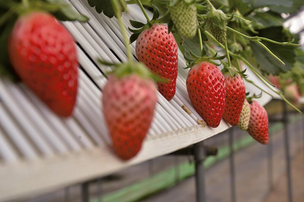 Gemini Strawberries