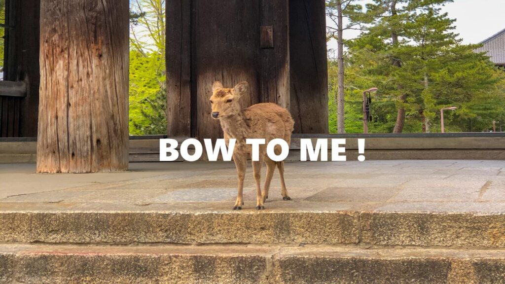 Deer in Nara Bows And Uses Crosswalk! (With Video)