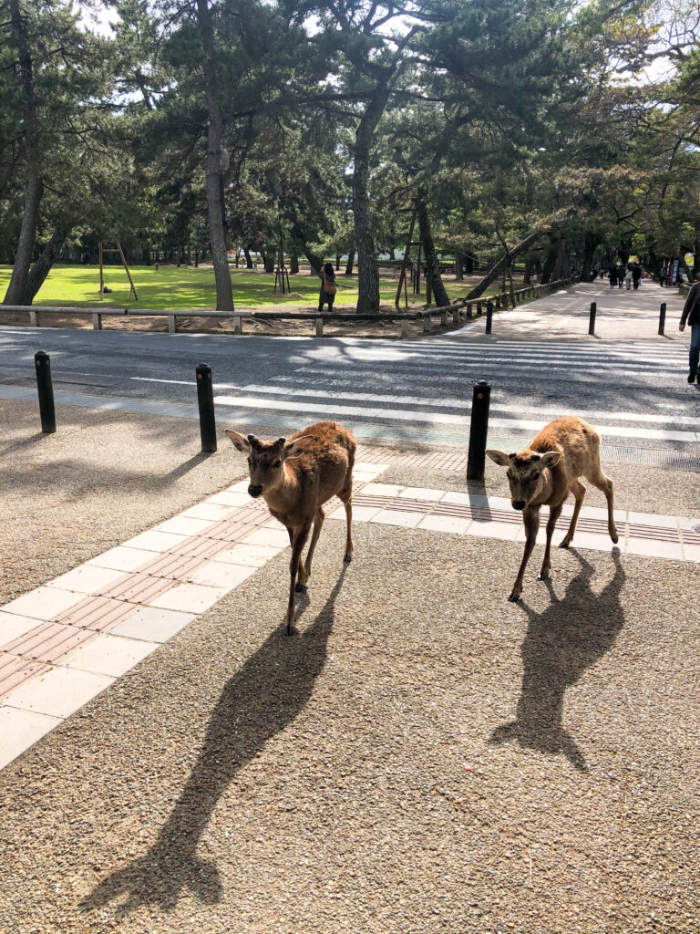 Deer In Nara Bow