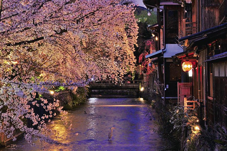 Minami Shirakawa Street Kyoto Sakura Cherry Blossom