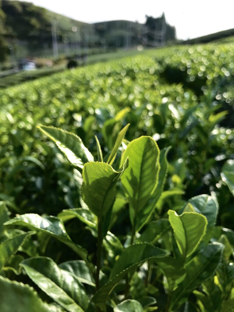 Wazuka Tea Fields