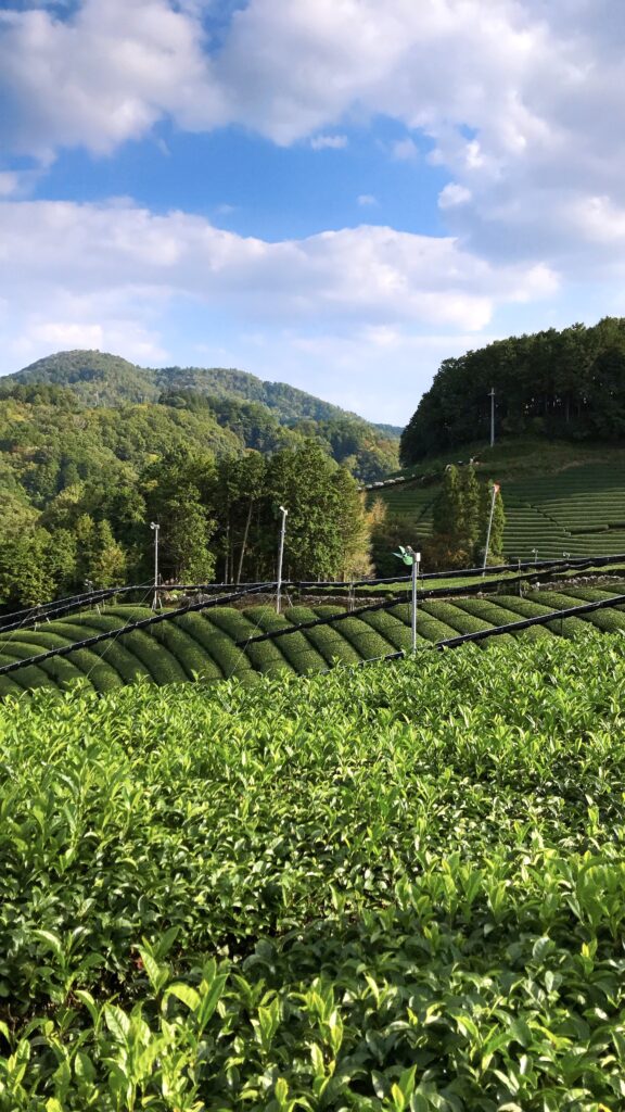 Wazuka Tea Fields