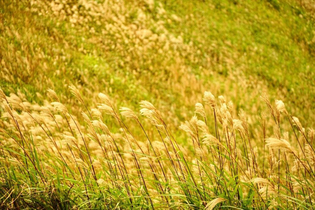 Japanese Pampas Grass