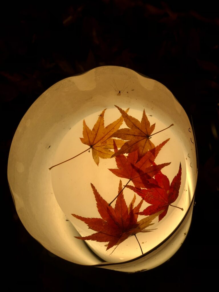 Autumn Illumination Tofukuji