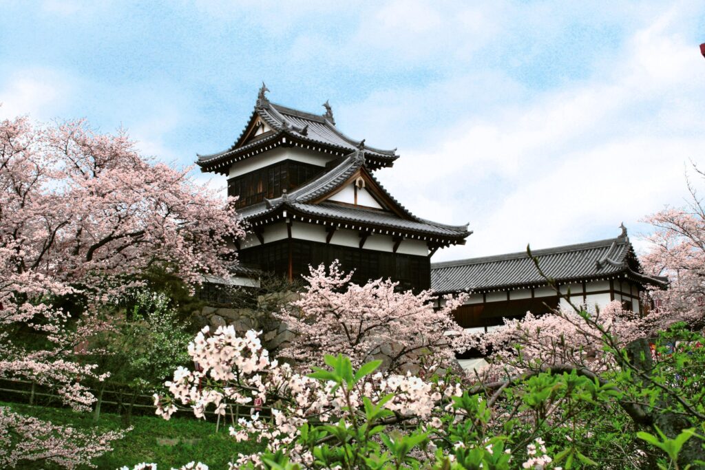 Koriyama Castle Cherry Blossom