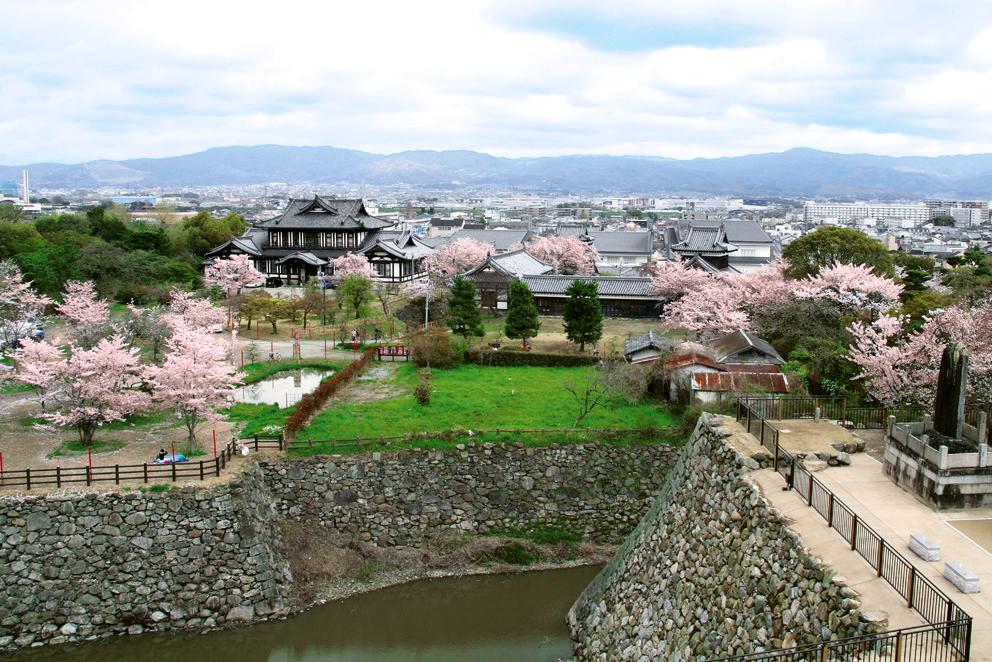 Koriyama Castle Cherry Blossom