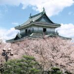 Wakayama Castle Cherry Blossom
