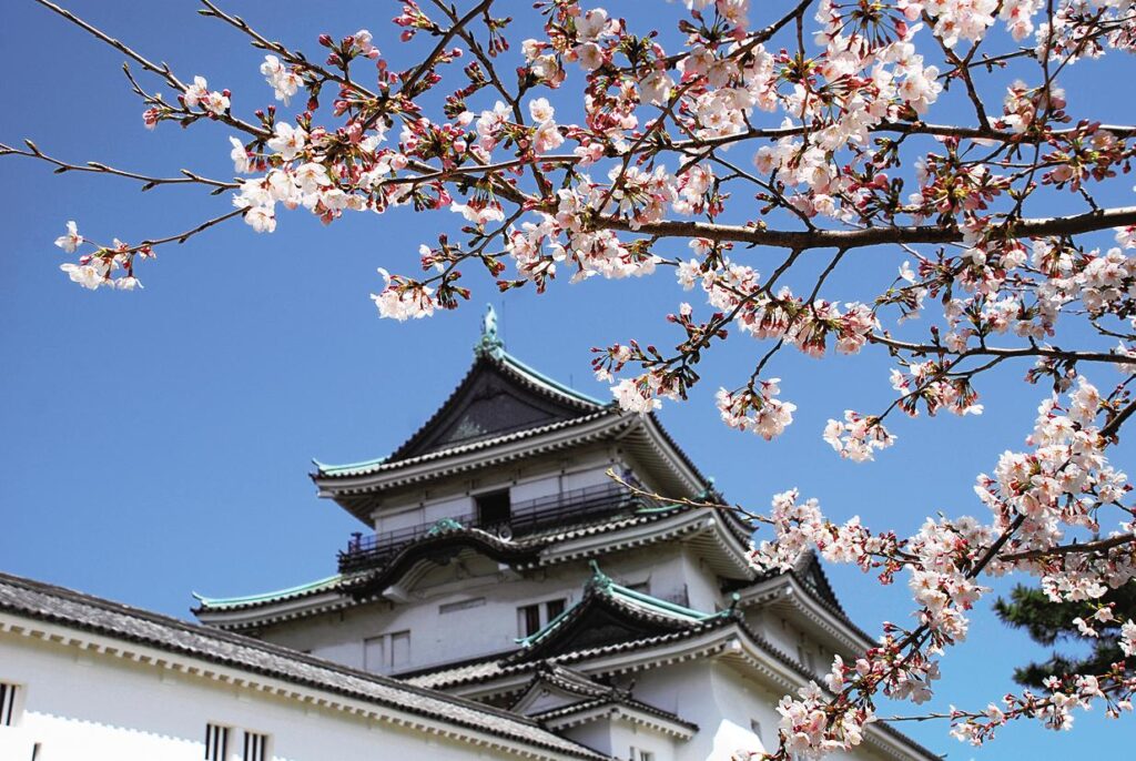 Wakayama Castle Cherry Blossom