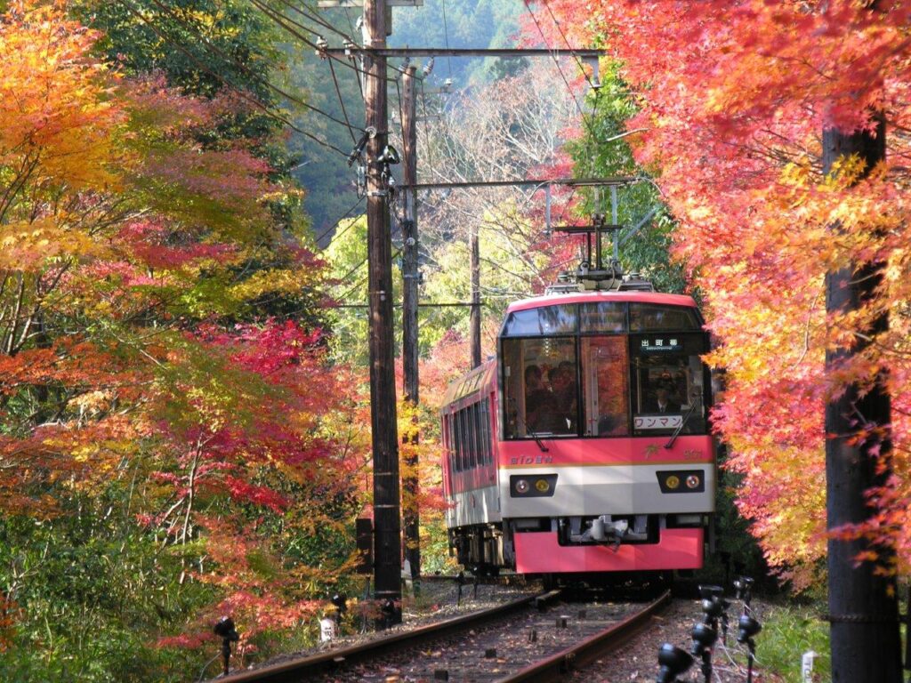 枫树隧道：从火车上欣赏壮观的秋叶