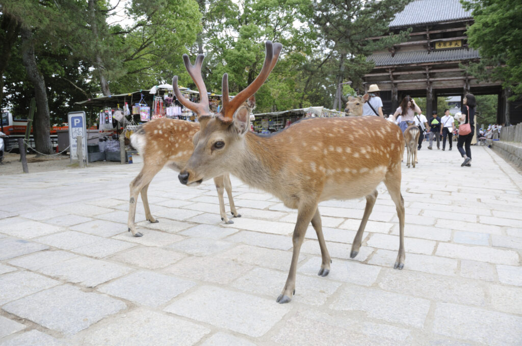 Deer Manners: What NOT to do when visiting Nara Deer Park - Kansai chan