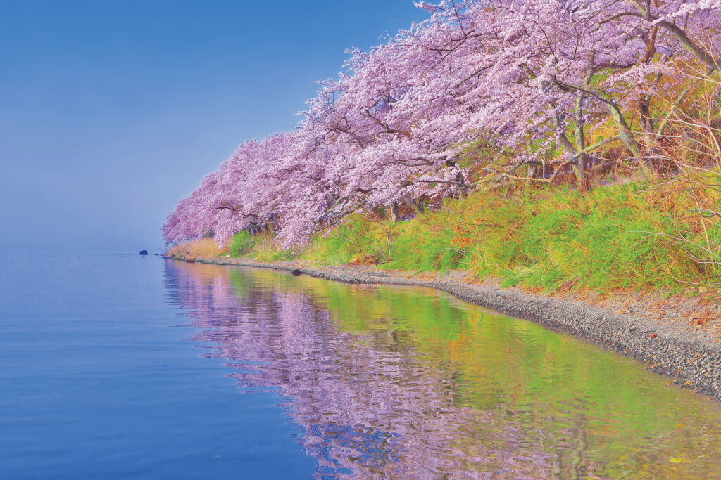 Lake Biwa Cherry Blossom Sakura