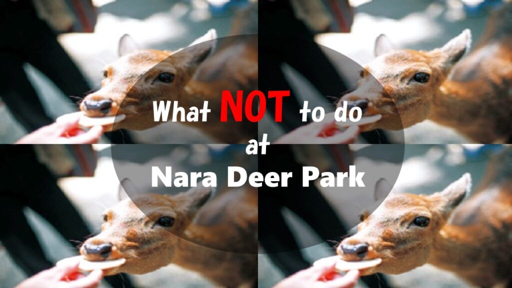 Deer Manners: What NOT to do when visiting Nara Deer Park