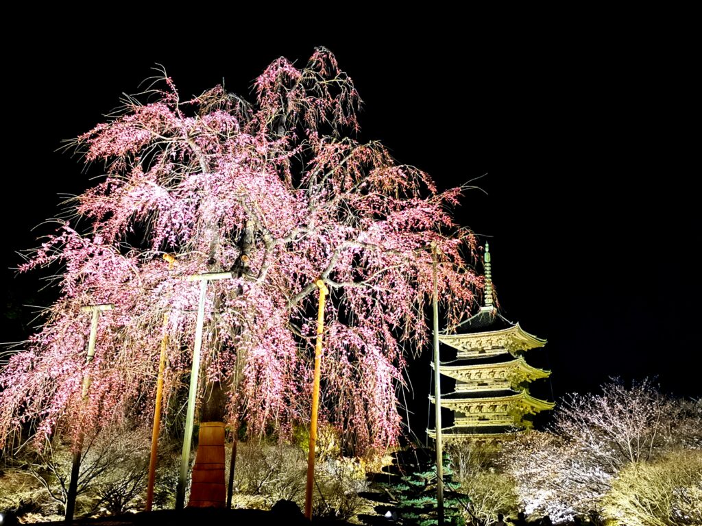 Kyoto Cherry Blossoms Illumination in To-ji