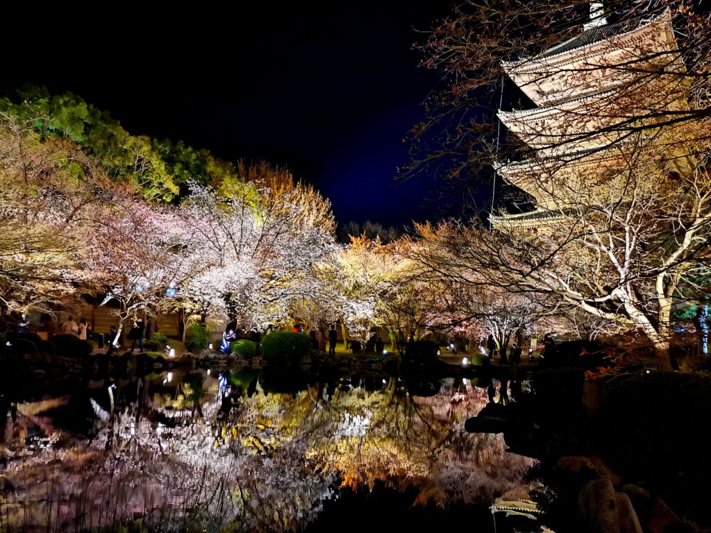 Kyoto Cherry Blossoms Illumination in To-ji