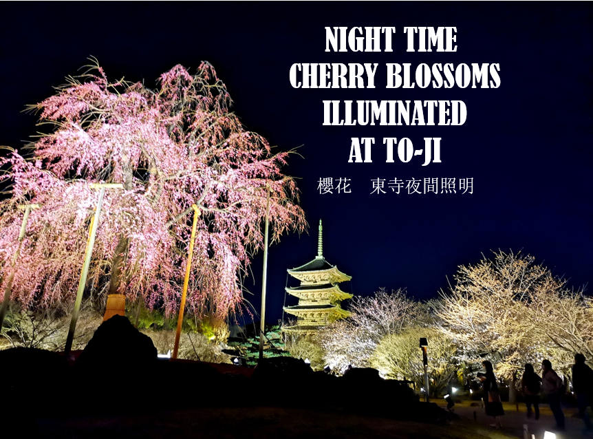 Kyoto cherry blossoms 2022: Night time illumination at To-ji