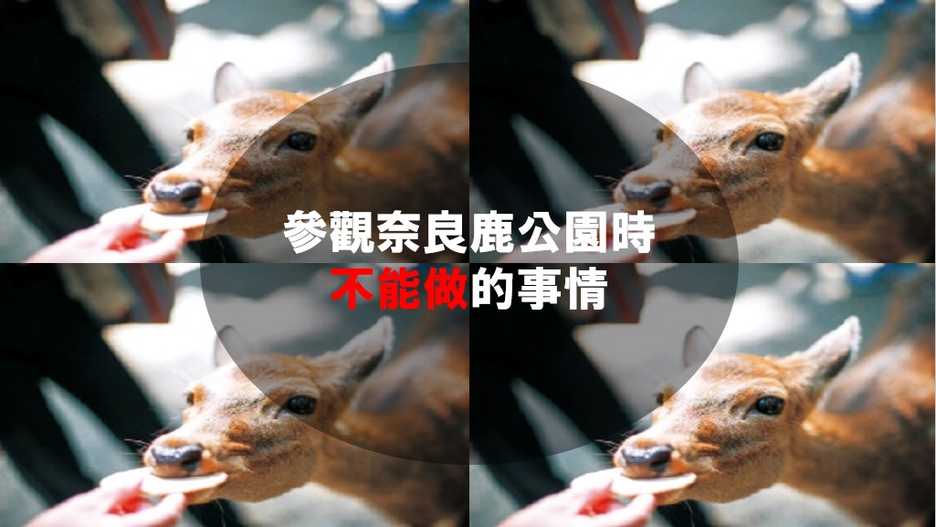 看鹿時的禮儀：參觀奈良鹿公園時不能做的事情