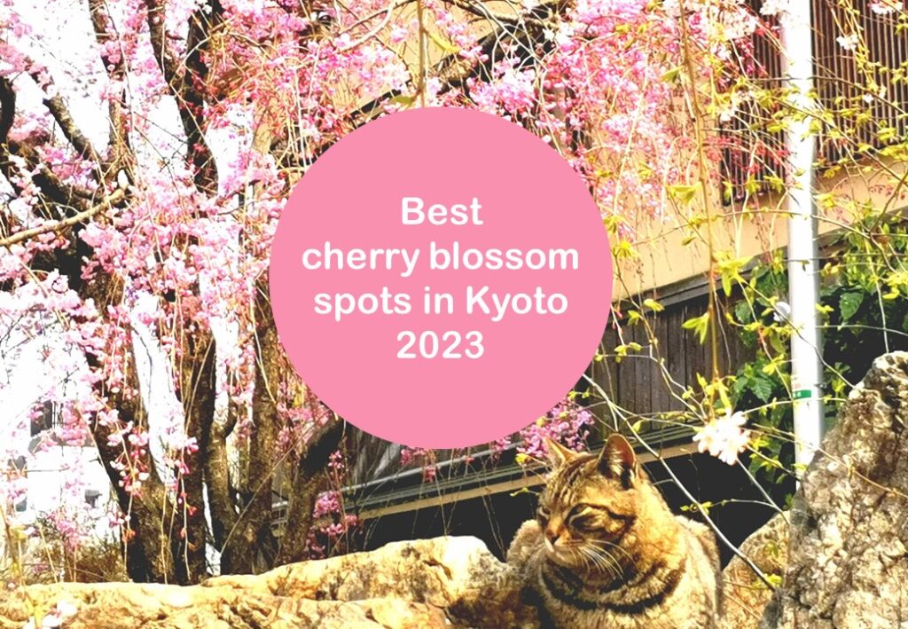 Best cherry blossom spots in Kyoto 2023